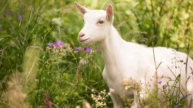 white goat